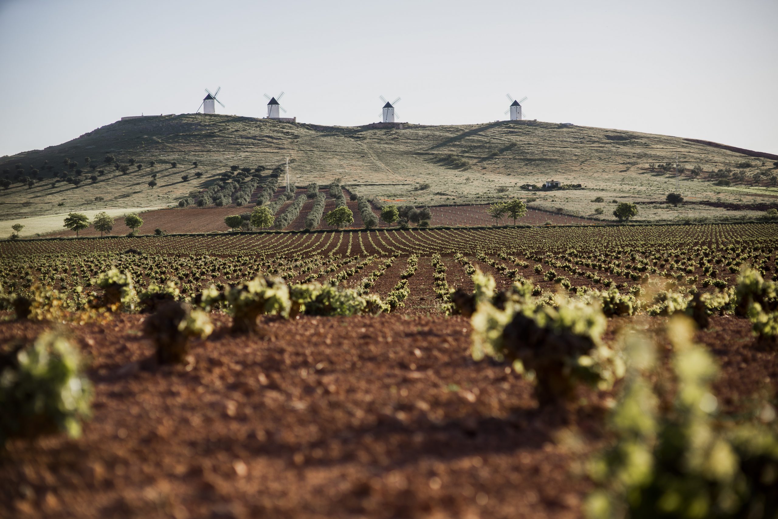 La Ruta del Vino de La Mancha